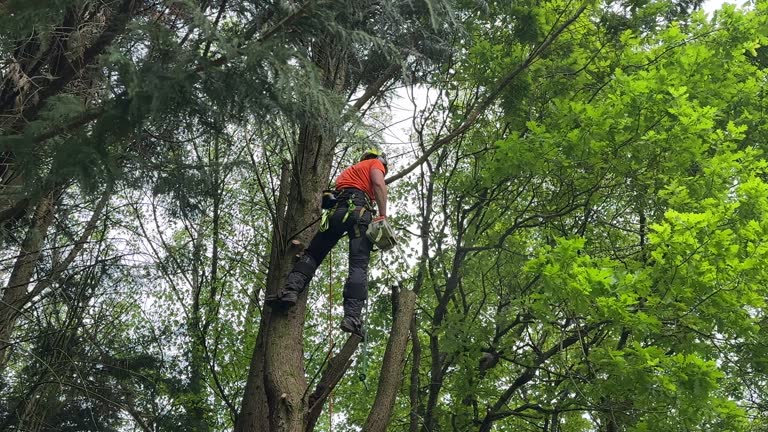 Best Tree Disease Treatment  in Guttenberg, NJ