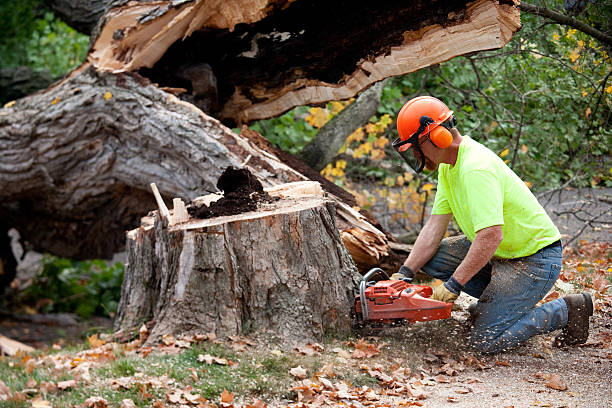 Best Aeration Services  in Guttenberg, NJ