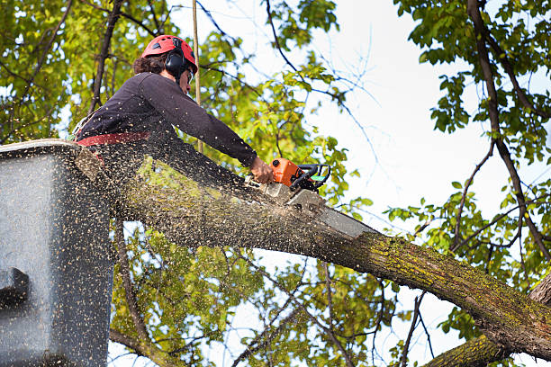 Best Tree Preservation Services  in Guttenberg, NJ