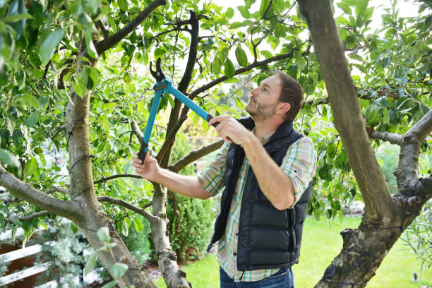 Tree and Shrub Care in Guttenberg, NJ